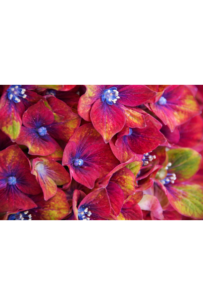 Гортензія широколиста Schloss Wackerbarth квітка